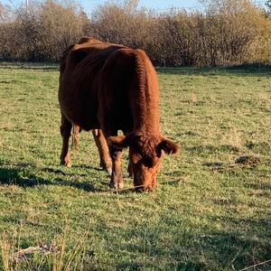 Meet your Posher, Jack